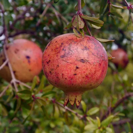 The Architect 3* 巴里