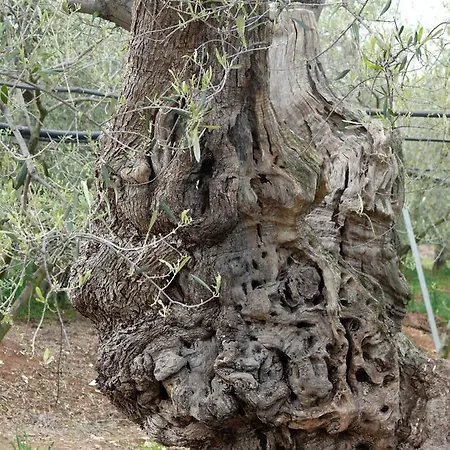 住宿加早餐酒店 The Architect 巴里