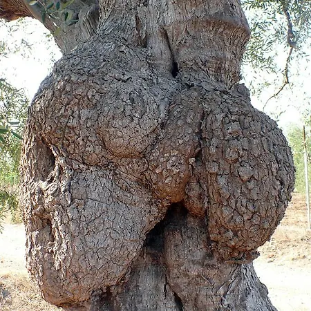 The Architect 巴里