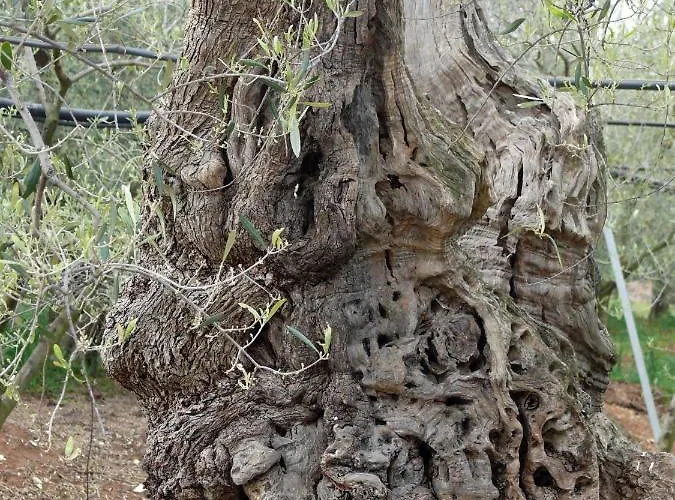 Nocleg ze śniadaniem The Architect Bari